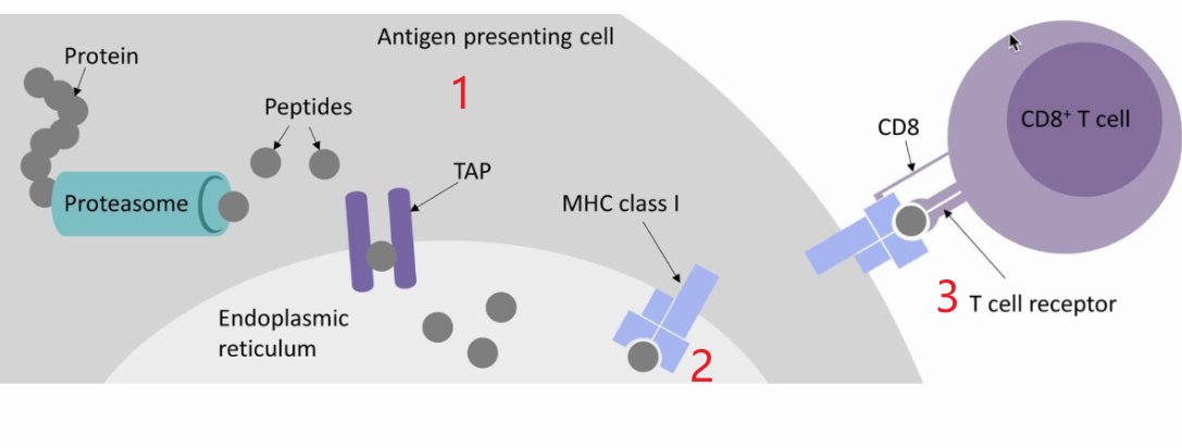 Featured image of post MHC - Ⅰ学习笔记