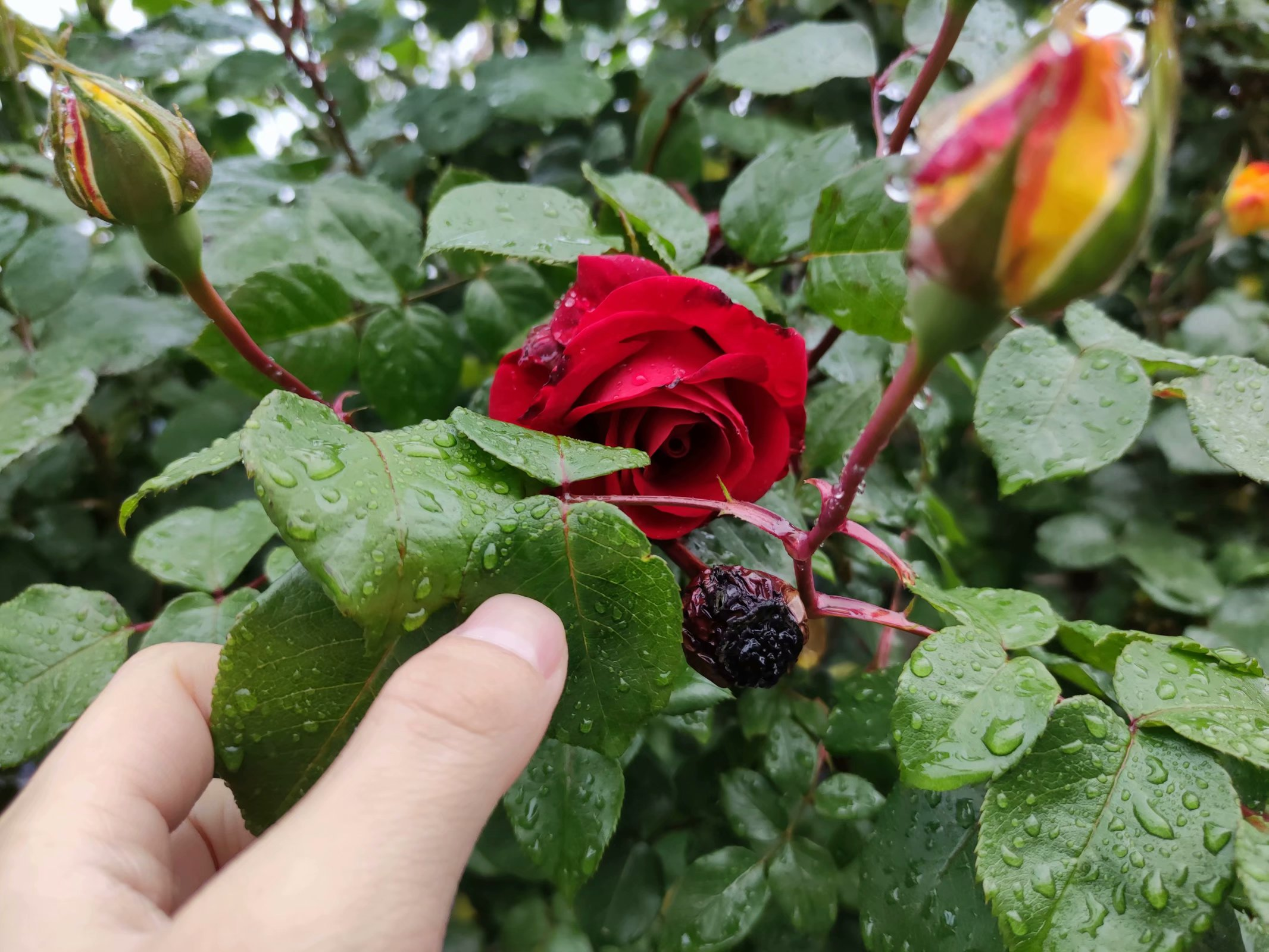 路边的小花你别乱采
